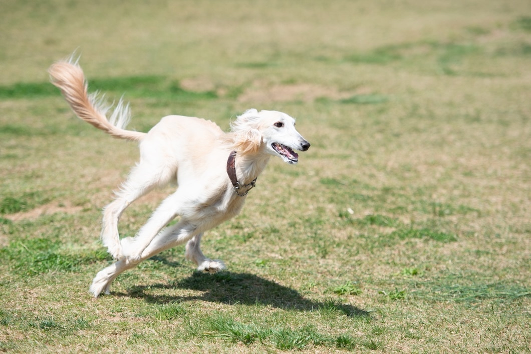 White Saluki dog running through a grassy meadow.