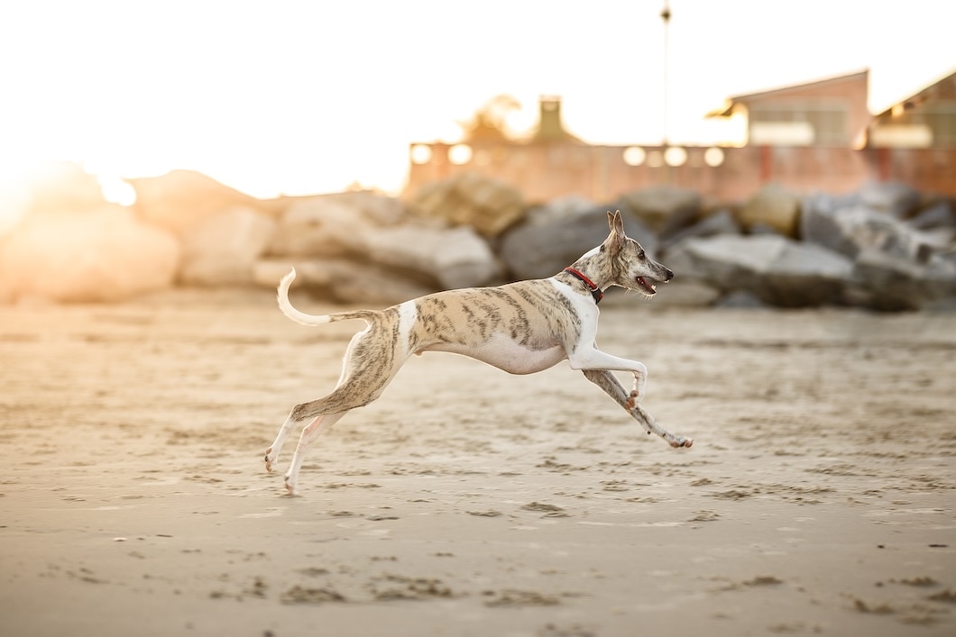 Whippet dog running along the beach shoreline.