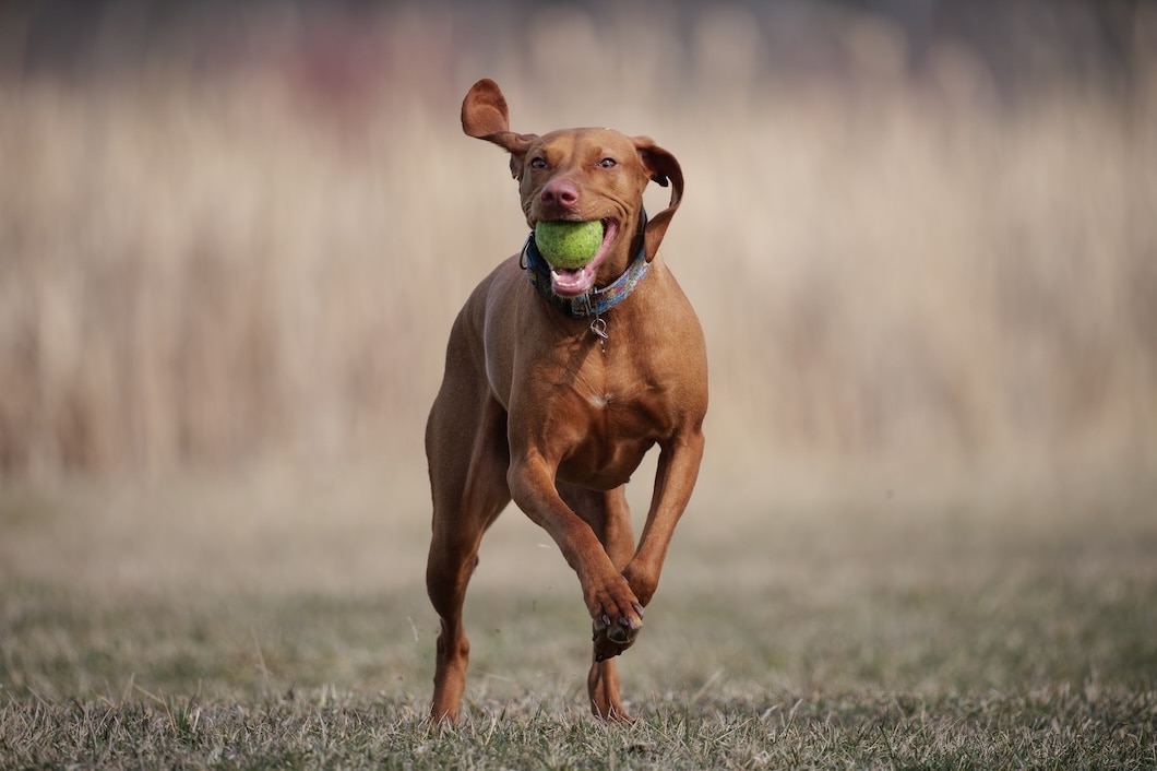 A sleek Vizsla dog stands alert outdoors.