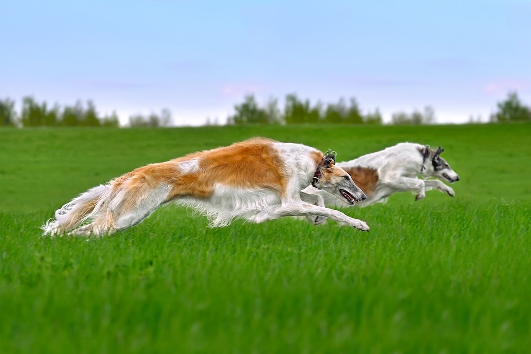 Two Borzoi dogs run side by side across an open field.