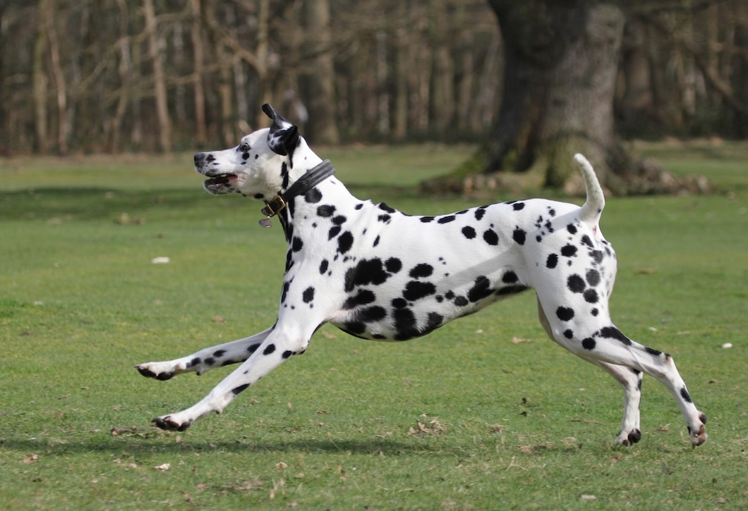 A Dalmatian dog runs energetically through a grassy park.
