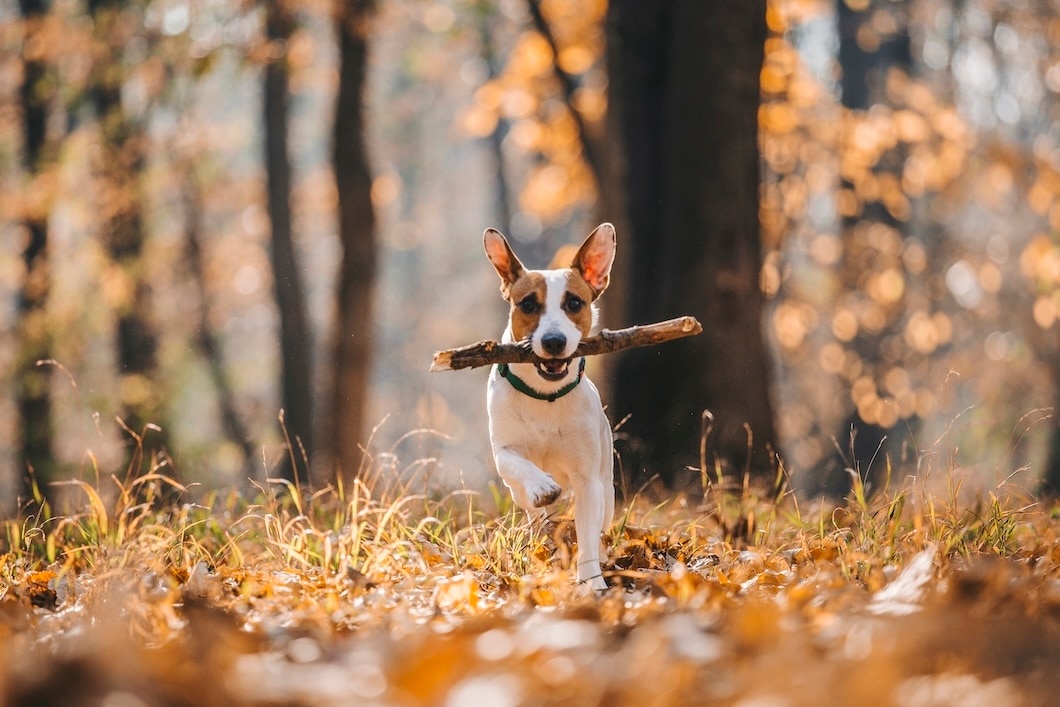 A Jack Russell Terrier runs toward the camera carrying a stick.