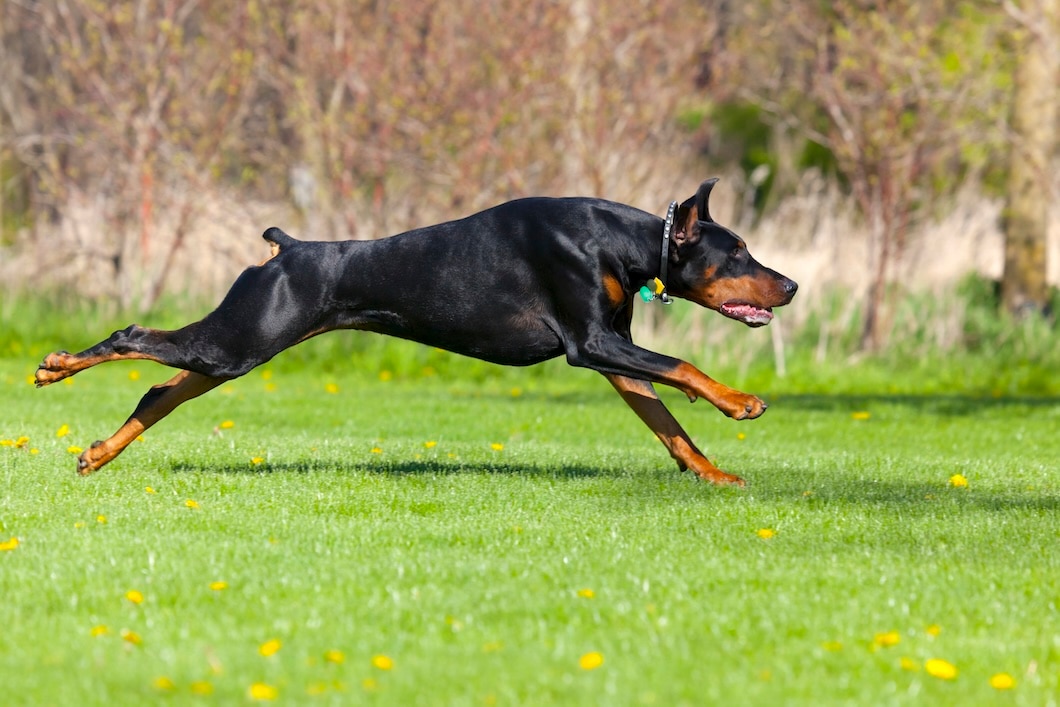 A Doberman Pinscher runs swiftly across an outdoor landscape.