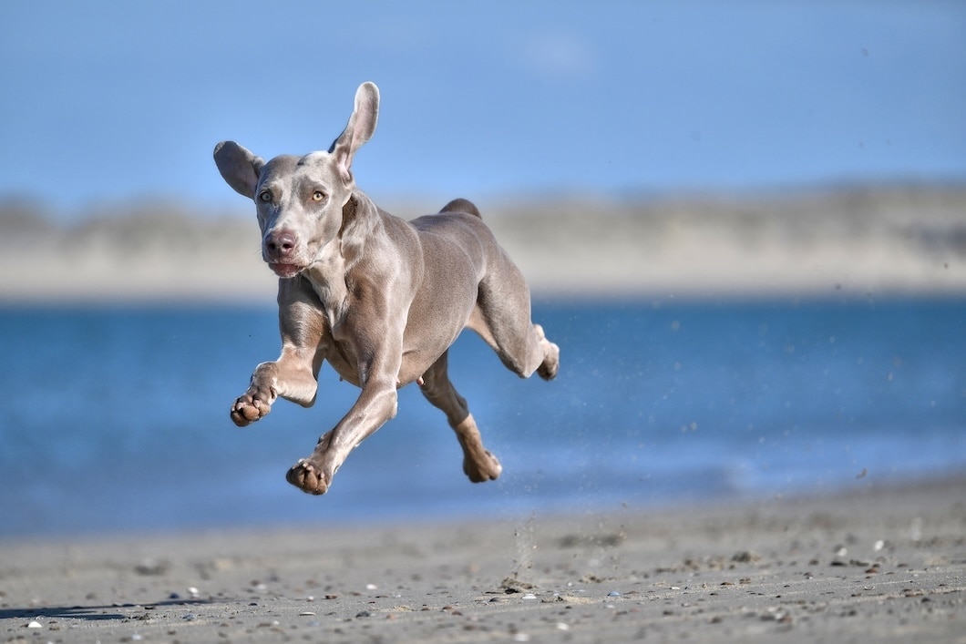 A happy Weimaraner runs along a sandy beach.