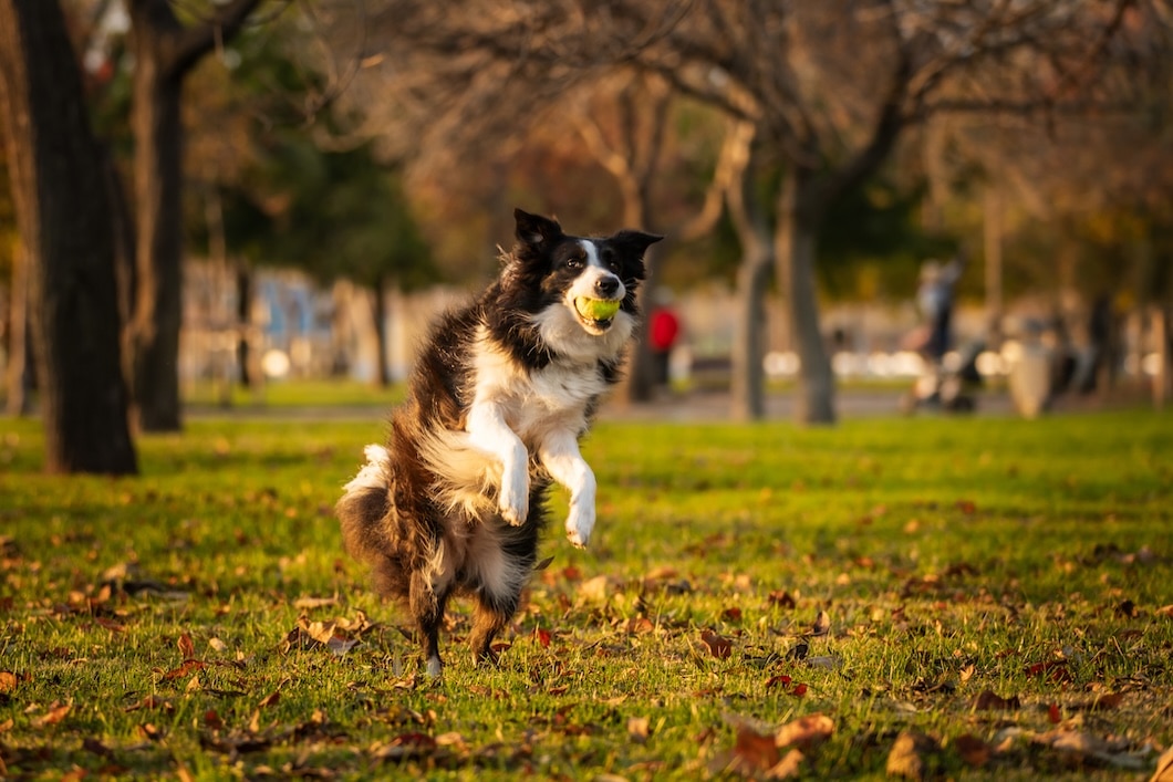 A Border Collie runs across a grassy field.