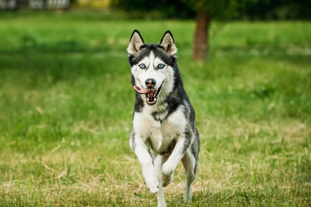 A Siberian Husky runs playfully through a sunny outdoor setting.