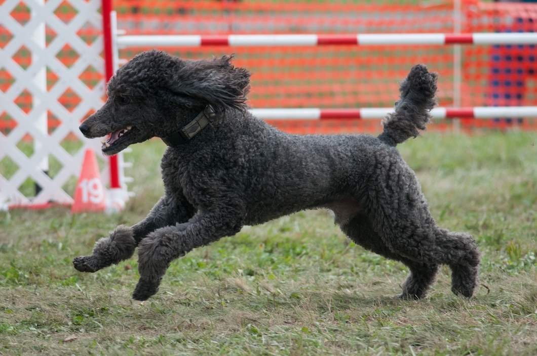 A Standard Poodle runs across a grassy outdoor area.
