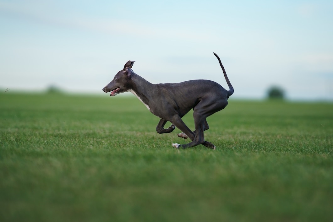An Italian Greyhound sprints across a lush grassy field.
