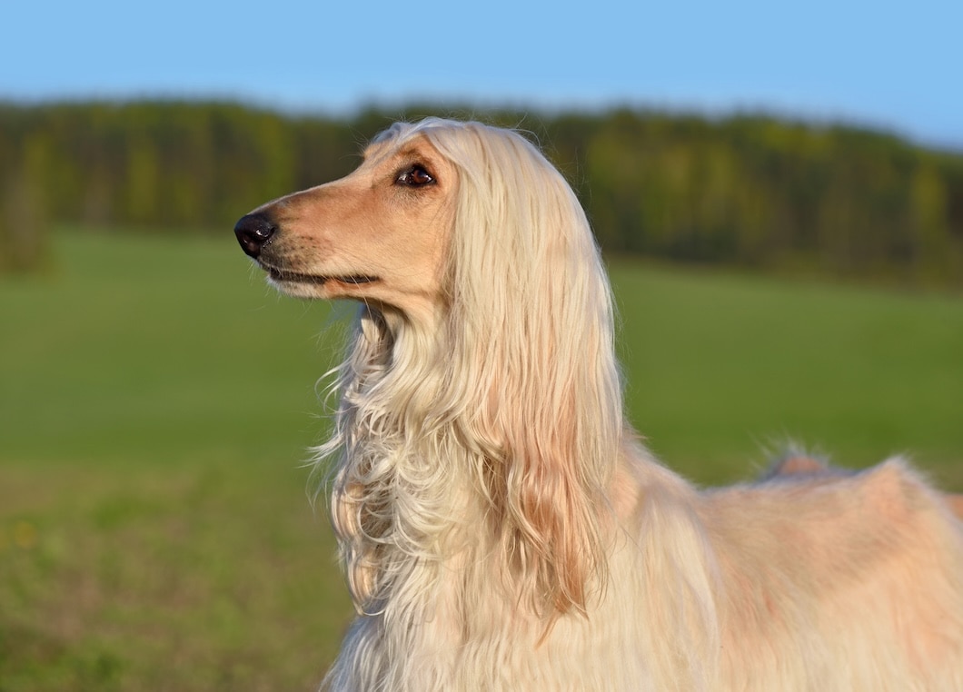An elegant Afghan Hound with a long, silky coat stands gracefully outdoors.
