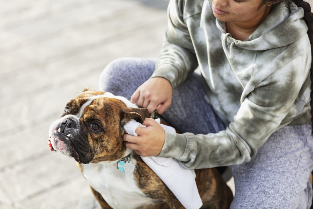 pet parent cleaning a dog's ears