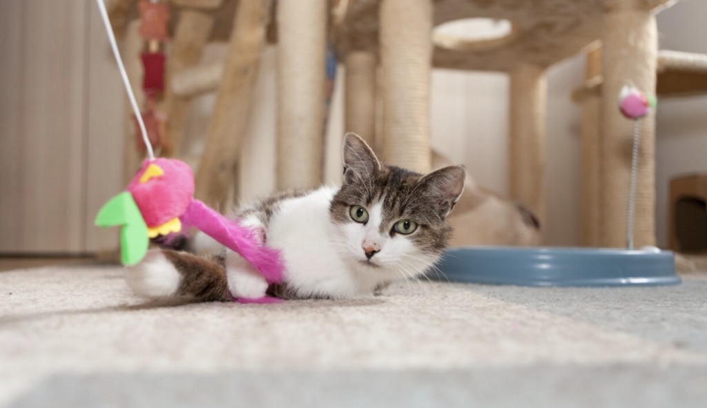 cat-lying-on-floor-with-toy