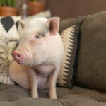 How Long Do Pigs Live?