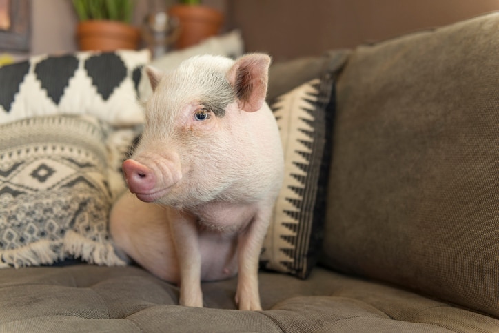 A cute pink pig sits on a living room sofa and looks to the side.