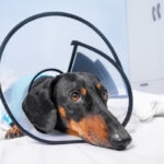 How To Keep a Dog Calm After Surgery