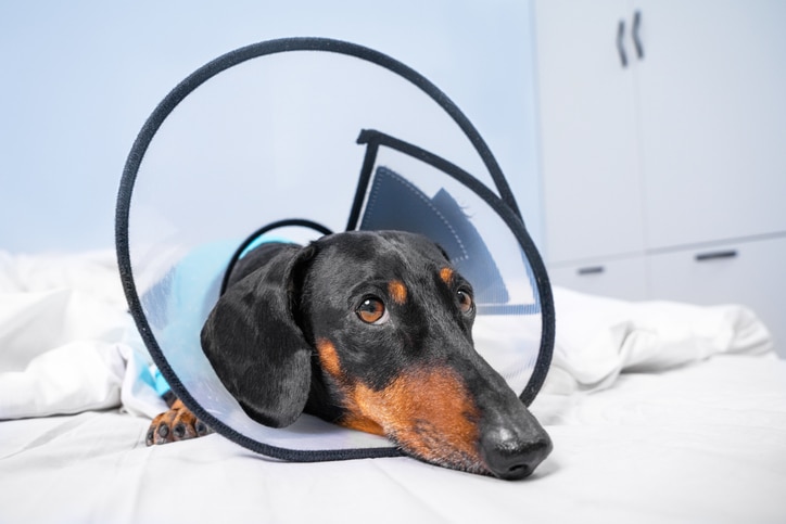 A brown and black Dachshund in a plastic recovery cone lies on a white blanket and looks at the camera.