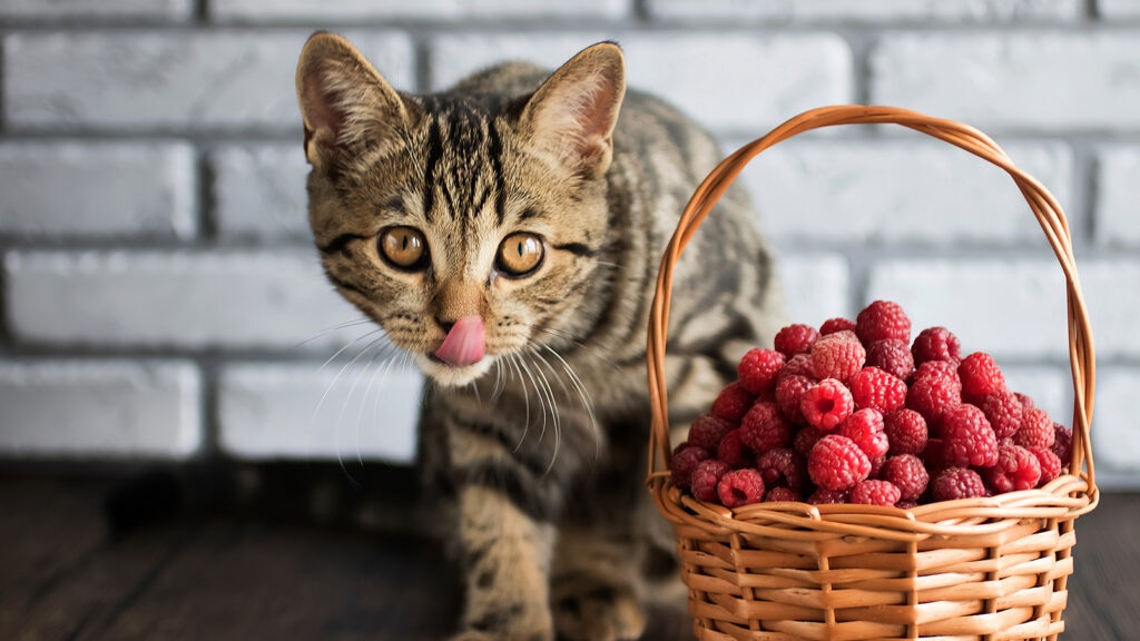 Can Cats Eat Raspberries?