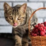 Can Cats Eat Raspberries?