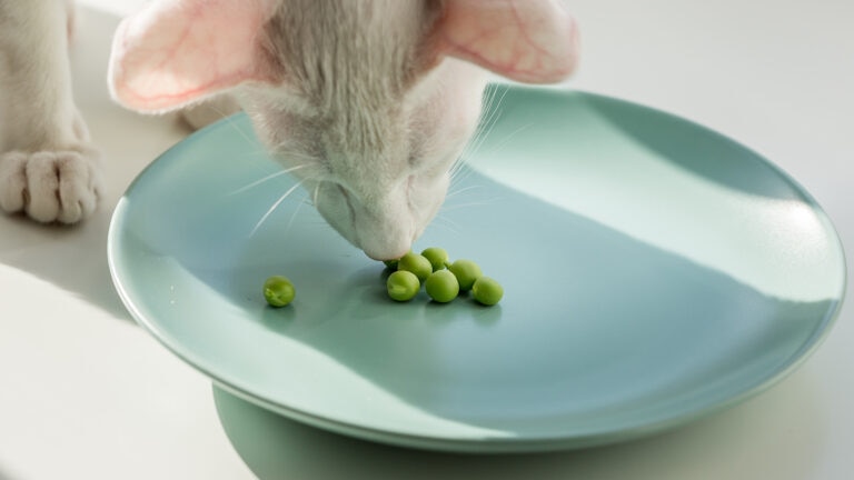 Cat nibbling on peas.