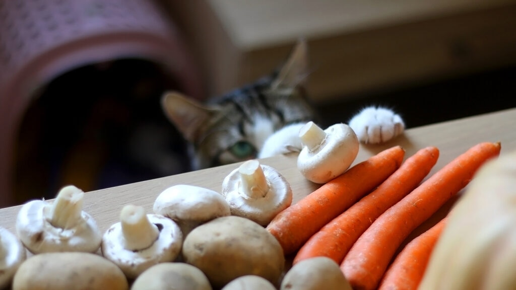 Can Cats Eat Mushrooms?