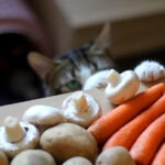 Can Cats Eat Mushrooms?