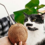 Can Cats Eat Coconut?