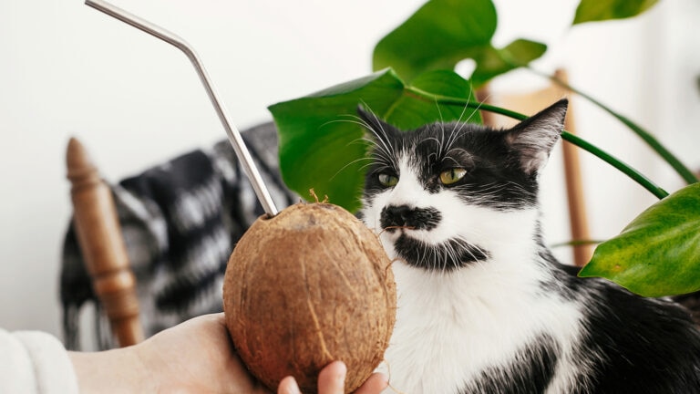 Cat eyeing coconut.