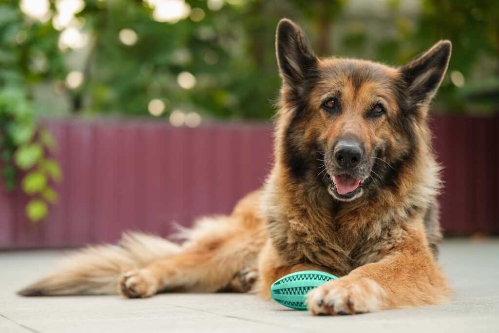 German Shepherd lying beside a green rubber ball toy and looking at the camera