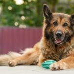 Meet the 15 Fastest Dog Breeds Before They Zip By
