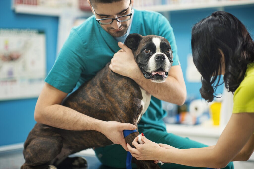 spleen cancer in dogs; a Boxer is examined at the vet.