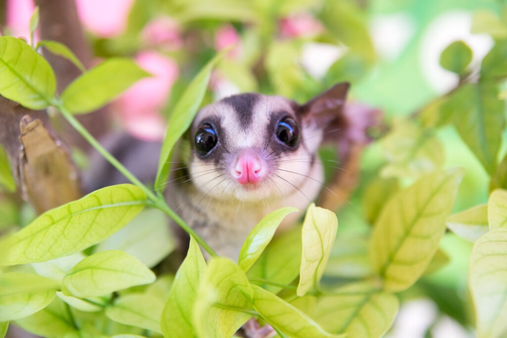 how long do sugar gliders live; a sugar glider hangs out in a tree.