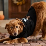 My Dog Is Scared of Halloween Decorations—Is This Normal?