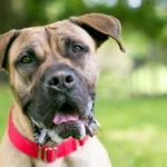 Excessive Drooling in Dogs: Why Is My Dog Drooling So Much?