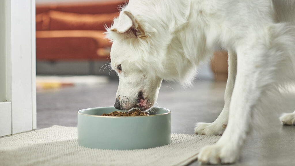 Entyce for Dogs
