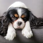 15 Lazy Dogs to Lounge With