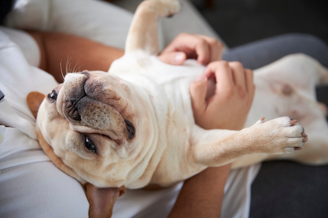 A French Bulldog on its back getting tummy rubs.