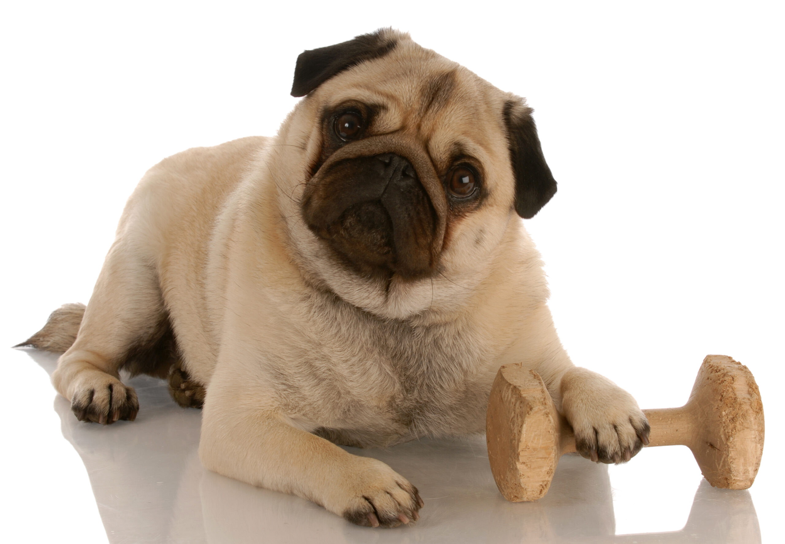A pug with its paw on a large bone treat.