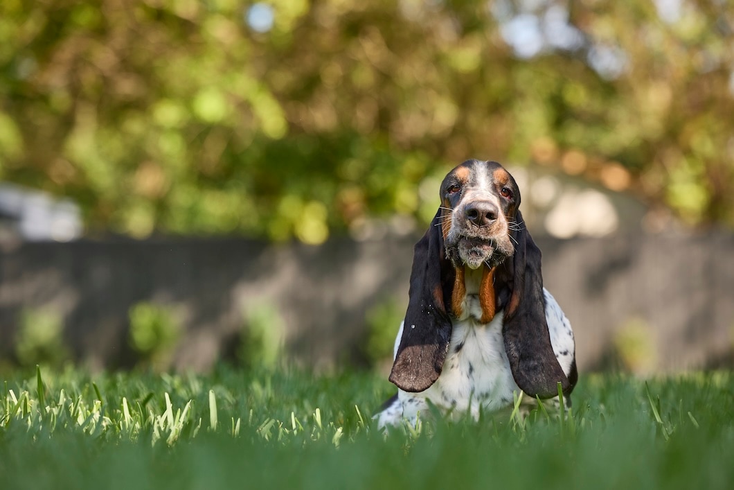 Basset Hound lying in green grass outdoors with trees blurred in the background.