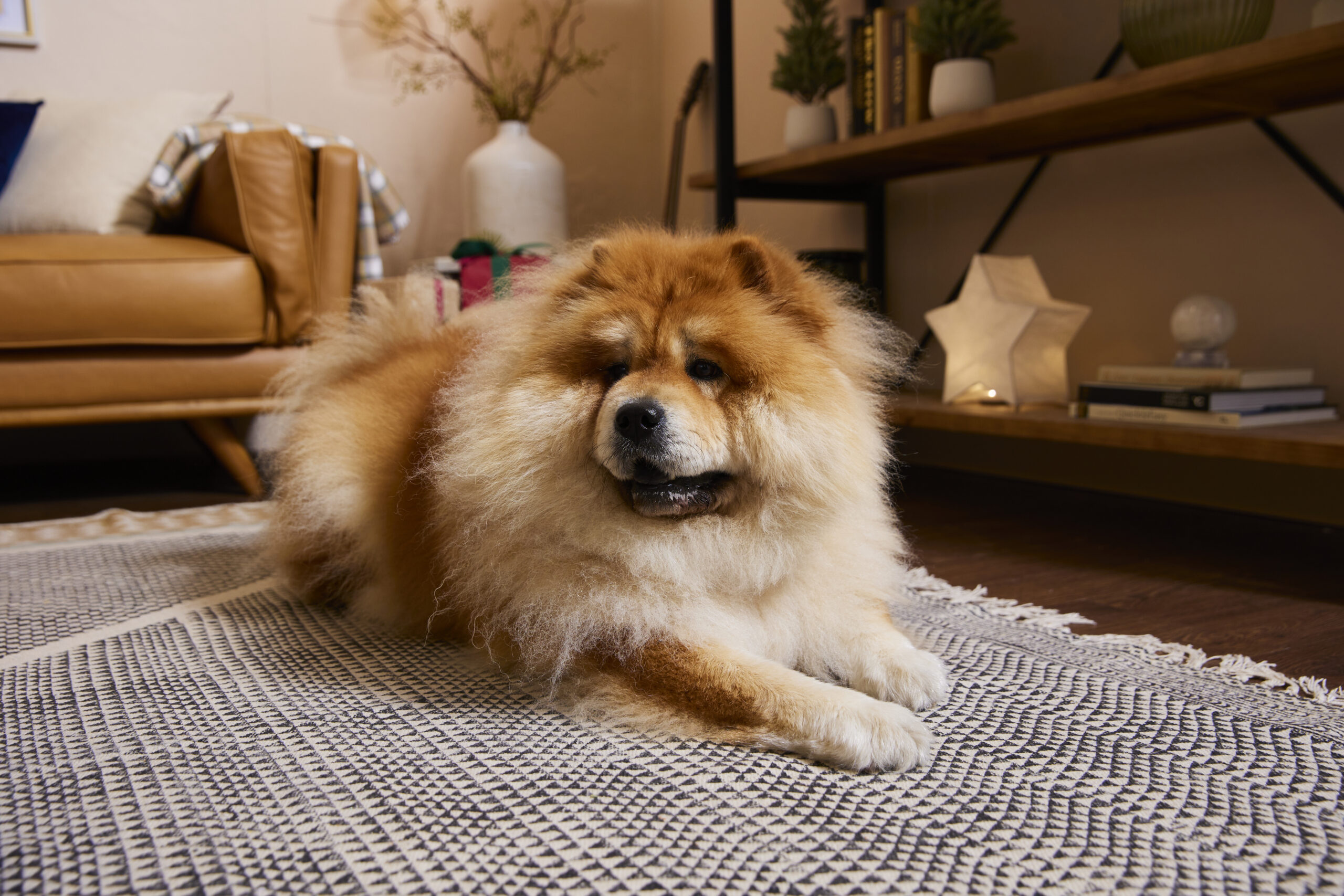 A content Chow Chow sitting on a rug.