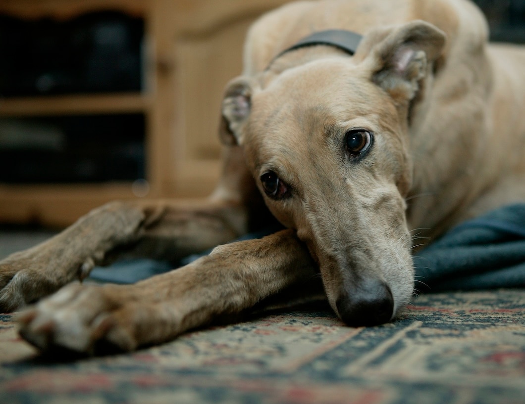 Greyhound resting on a carpet indoors with a relaxed expression.