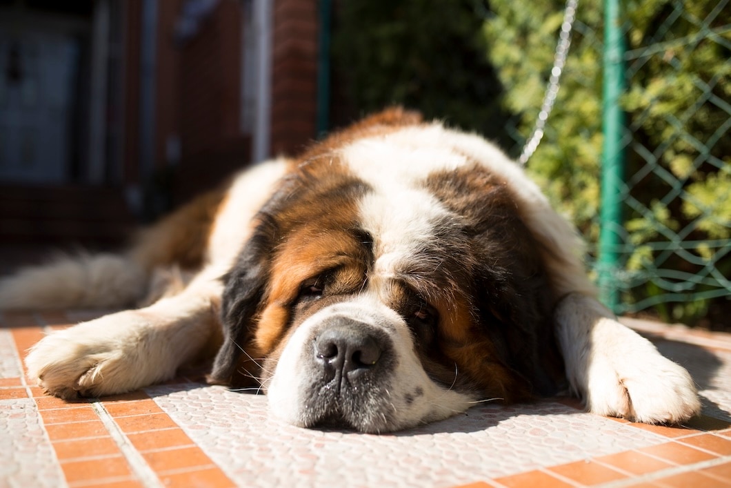 Saint Bernard dog lying down and resting indoors.