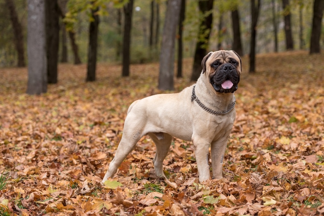 Bullmastiff standing outdoors on grass and looking toward the camera.