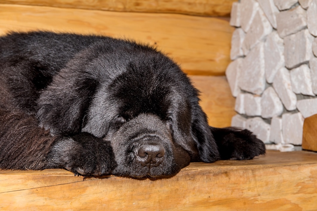 Sleeping black Newfoundland dog on a wooden floor.
