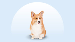 Pembroke Welsh Corgi