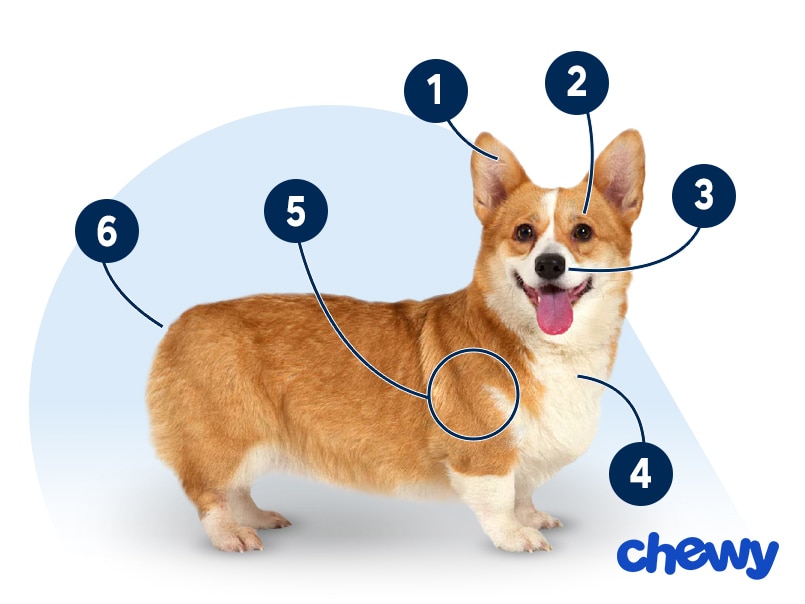 Photo of a Pembroke Welsh Corgi
