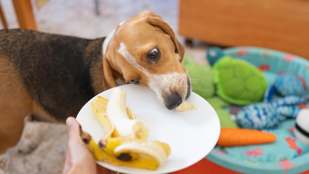 can dogs eat bananas: dog eating banana slice off plate