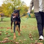 Doberman Pinscher vs. German Shepherd: Which is Right for You?