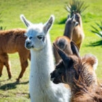 Alpaca vs Llama: What’s the Difference?
