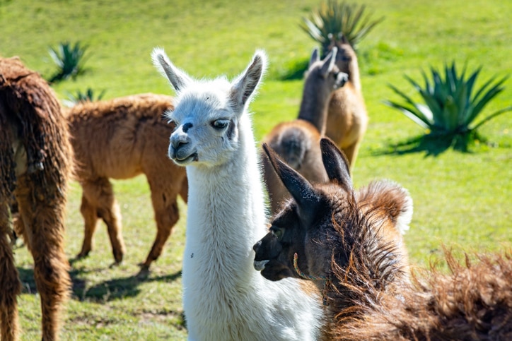 A white llama stands out in a crowd of other animals.