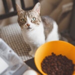 Can Cats Eat Beans?