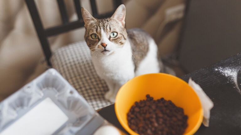 can cats eat beans.